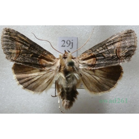 Abrostola triplasia (Linnaeus, 1758) Zgrzeblica trojaczka Czech29j
